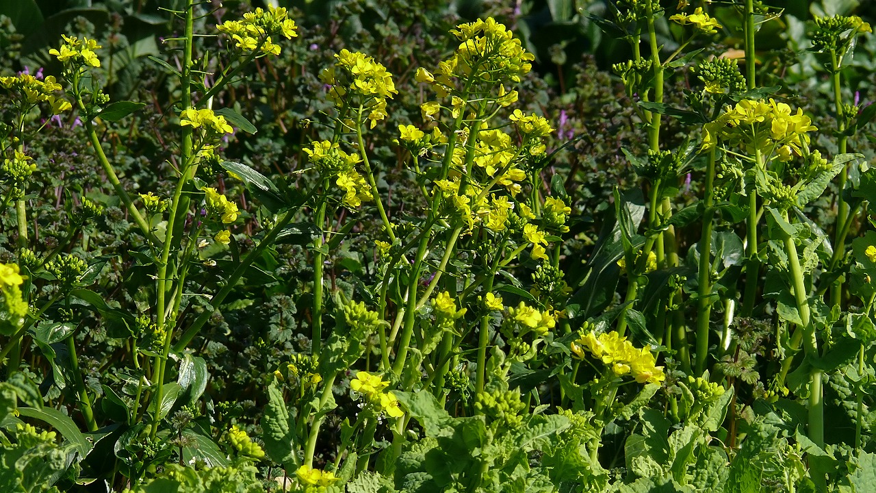 a0185081_2230436.jpg