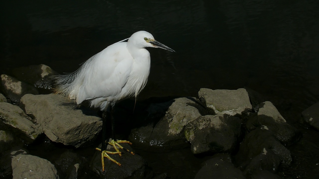 a0185081_22305846.jpg