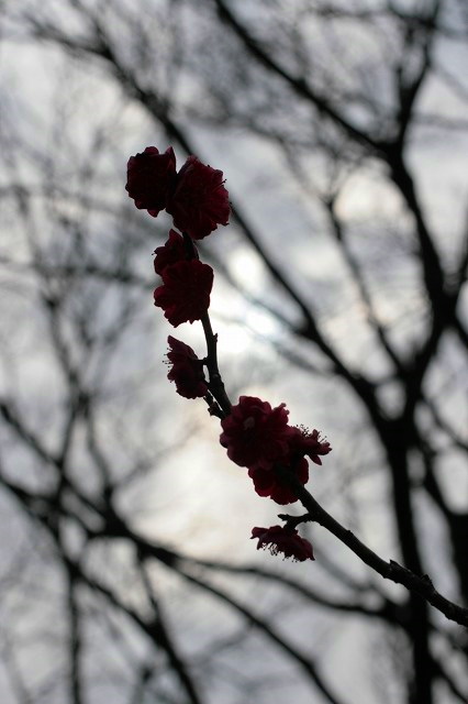 f0083400_22131357.jpg