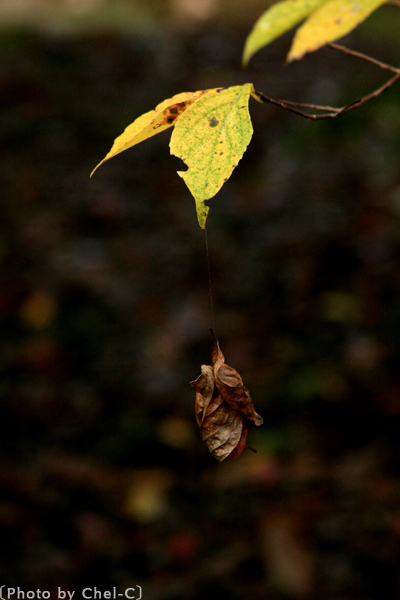 a0154706_454342.jpg