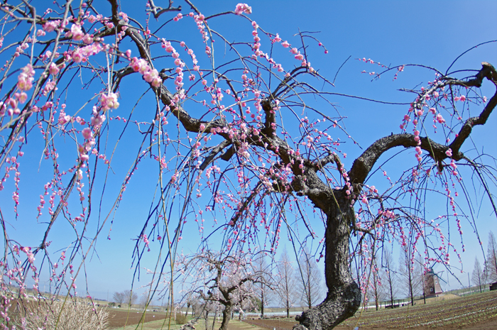a0253730_1933153.jpg