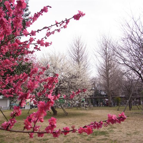 a0123465_1134192.jpg