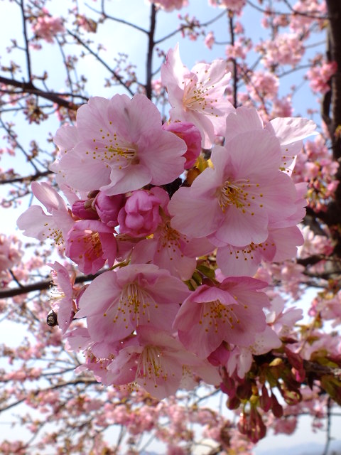 e0145782_2022013.jpg