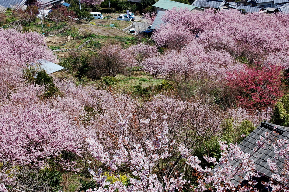 d0179983_20524926.jpg