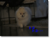 b0167519_16251969.gif