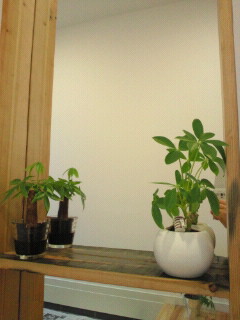 e0150849_12245523.jpg