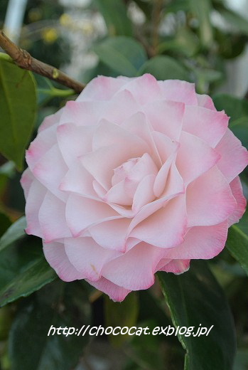 e0128367_13114430.jpg