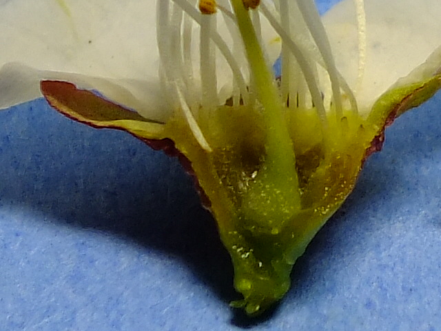 e0145782_17301324.jpg