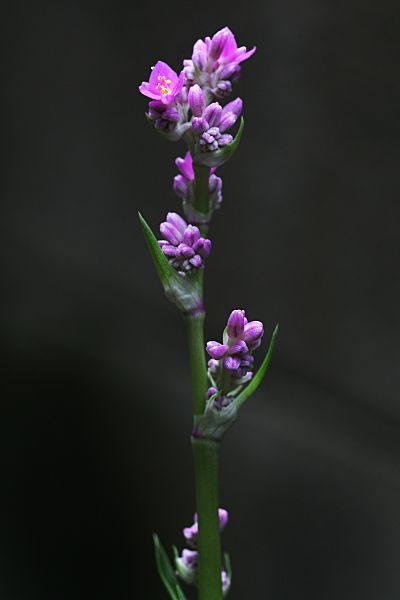 a0149642_218450.jpg