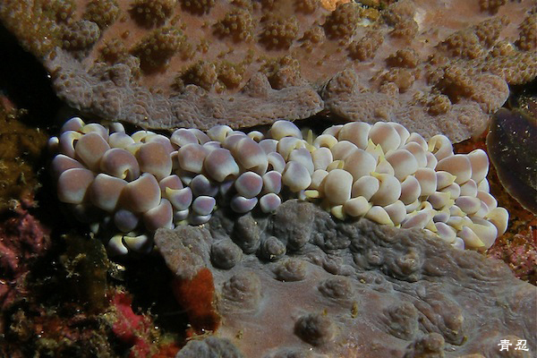 e0158261_6432778.jpg