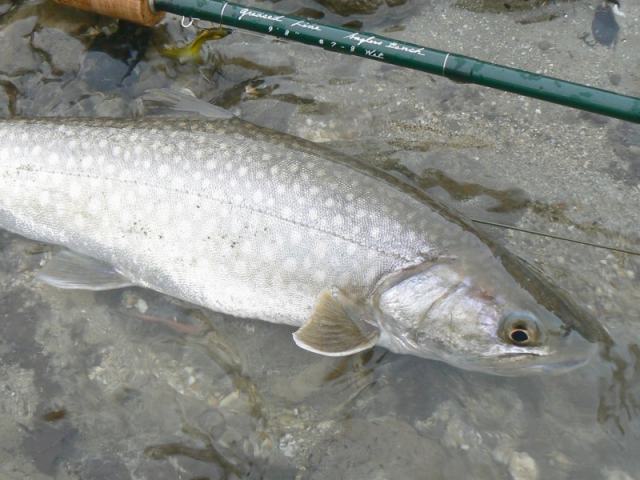 e0202393_18363726.jpg