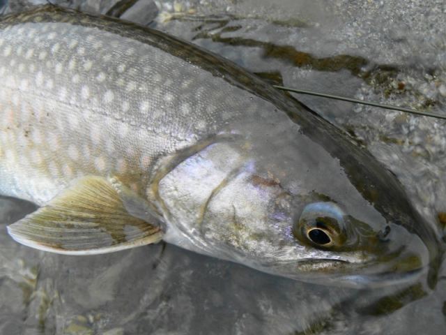 e0202393_1838030.jpg