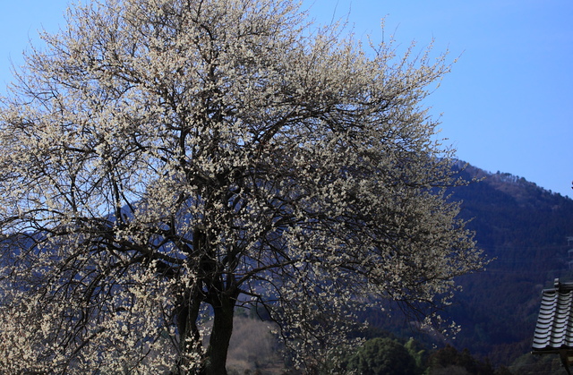 a0251508_2046917.jpg