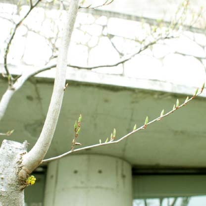 c0103119_15352534.jpg