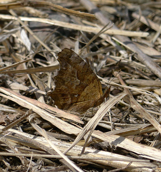 d0091754_1502627.jpg
