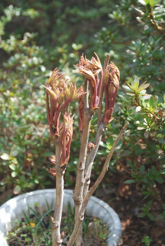 e0025300_12152323.jpg