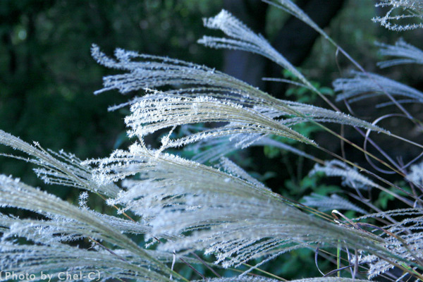 a0154706_23241067.jpg