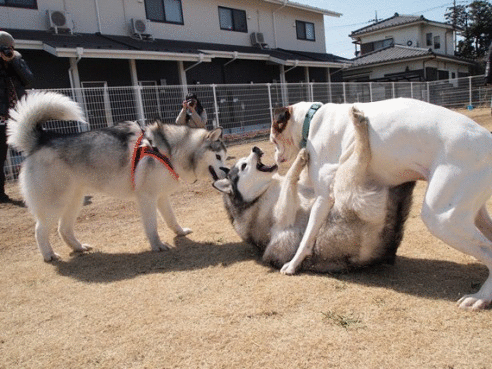 b0207615_22455845.gif