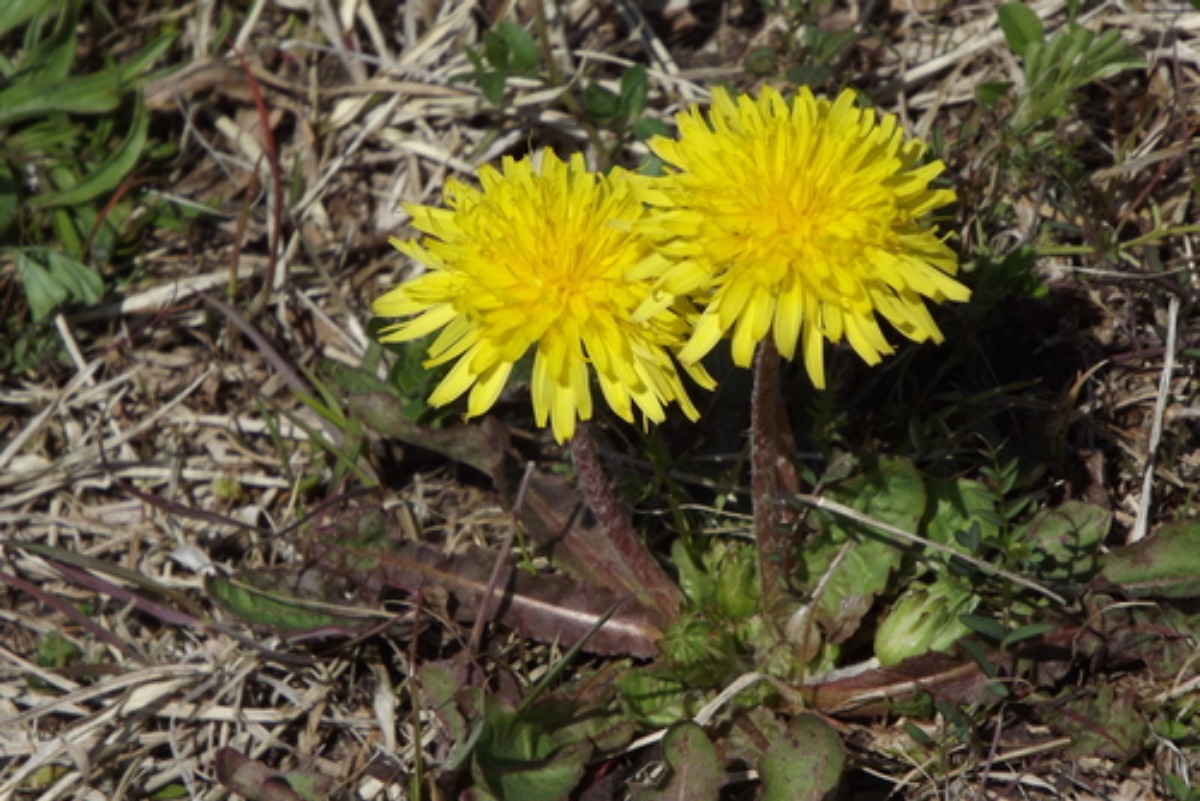 e0033229_21152030.jpg