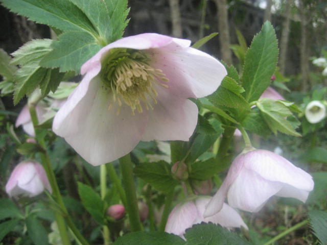 b0166435_17411630.jpg