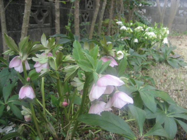 b0166435_1742260.jpg