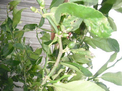 f0115736_1747728.jpg