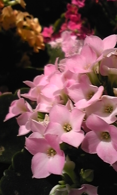 e0143667_12324795.jpg