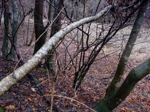 a0043982_17181423.jpg