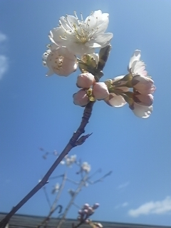 a0243983_2046981.jpg
