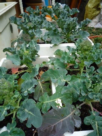 e0123286_1823942.jpg