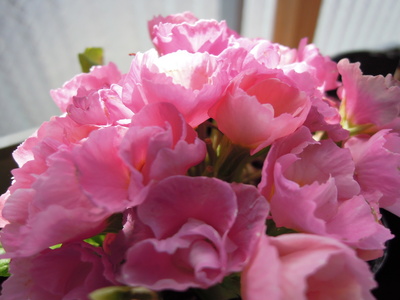 b0007895_222414.jpg
