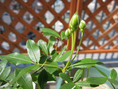 b0007895_2231483.jpg