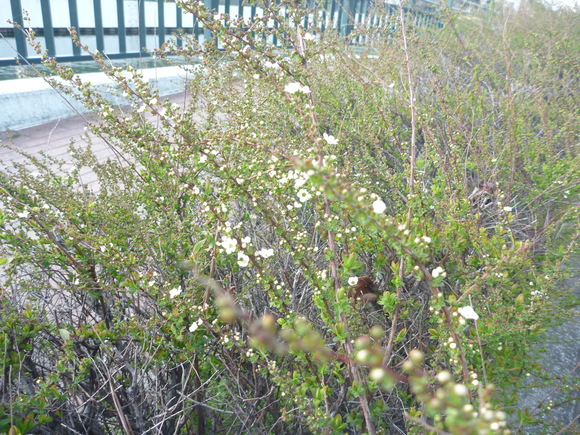a0018200_10301632.jpg
