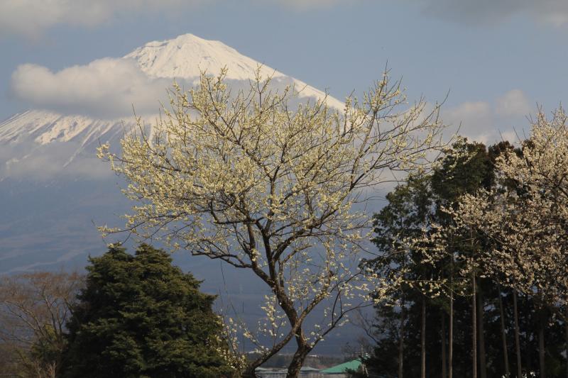 a0188405_635107.jpg