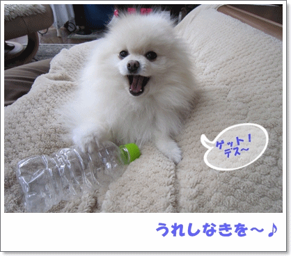 b0167519_9263965.gif