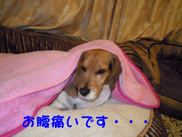 c0166622_13433696.jpg