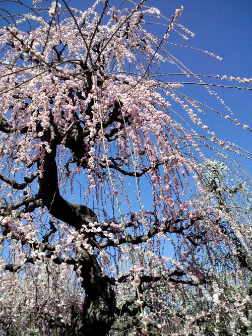 c0236542_16294115.jpg