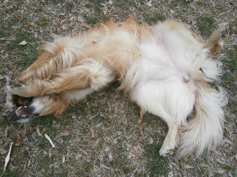 e0121548_20112876.jpg