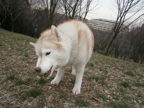 e0121548_20211893.jpg