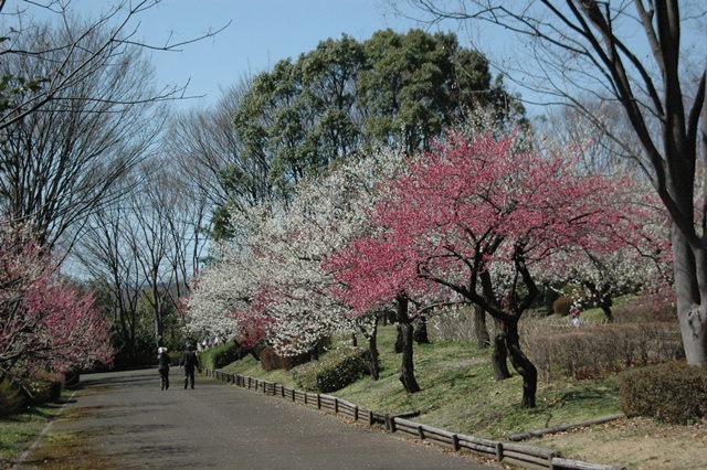 e0020957_2392244.jpg
