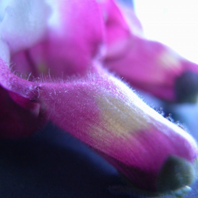 c0183777_4385449.jpg