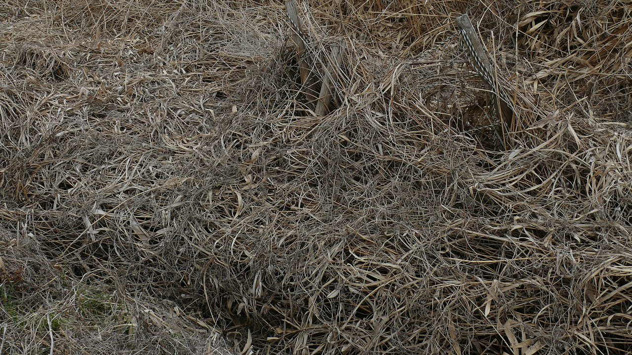 a0185081_17373380.jpg