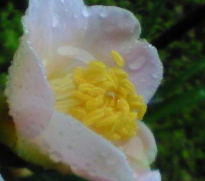 c0097620_2046990.jpg