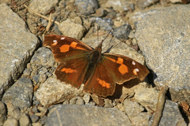 c0104227_1345676.jpg