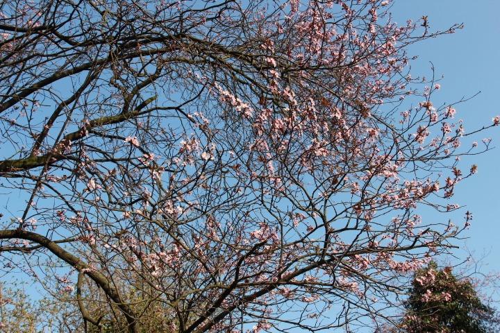 c0153740_4541957.jpg