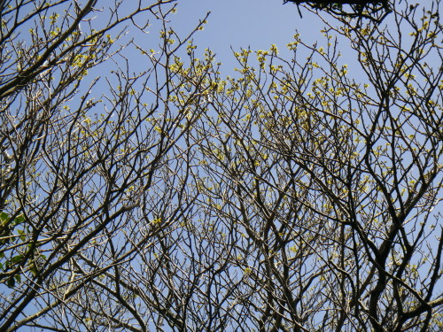c0179351_72223.jpg