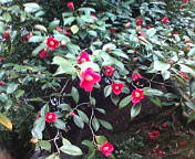 a0116578_14575064.jpg