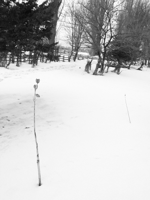 c0172882_21392886.jpg