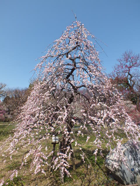e0145782_1357476.jpg