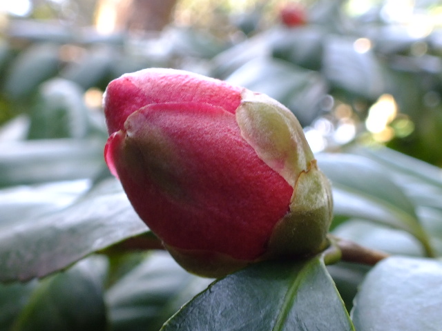 e0145782_1415920.jpg